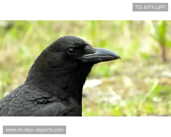 乌鸦赢球方式老练,经验就是差距,乌鸦玩法 乌鸦赢球方式老练,经验就是差距,乌鸦玩法