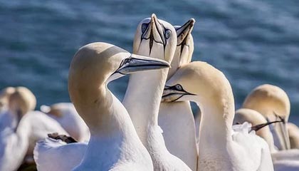 法国比赛回顾：巴黎圣日耳曼主场大胜，法甲巴黎圣日耳曼视频回放